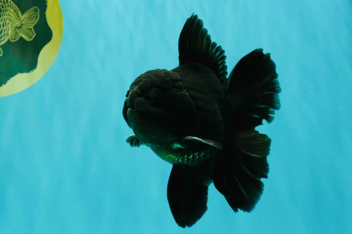 A Grade Black Oranda Male 5-5.5 inches #101626OR_02