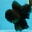 A Grade JUMBO Black Oranda Male 6.5 inches #110725OR_05