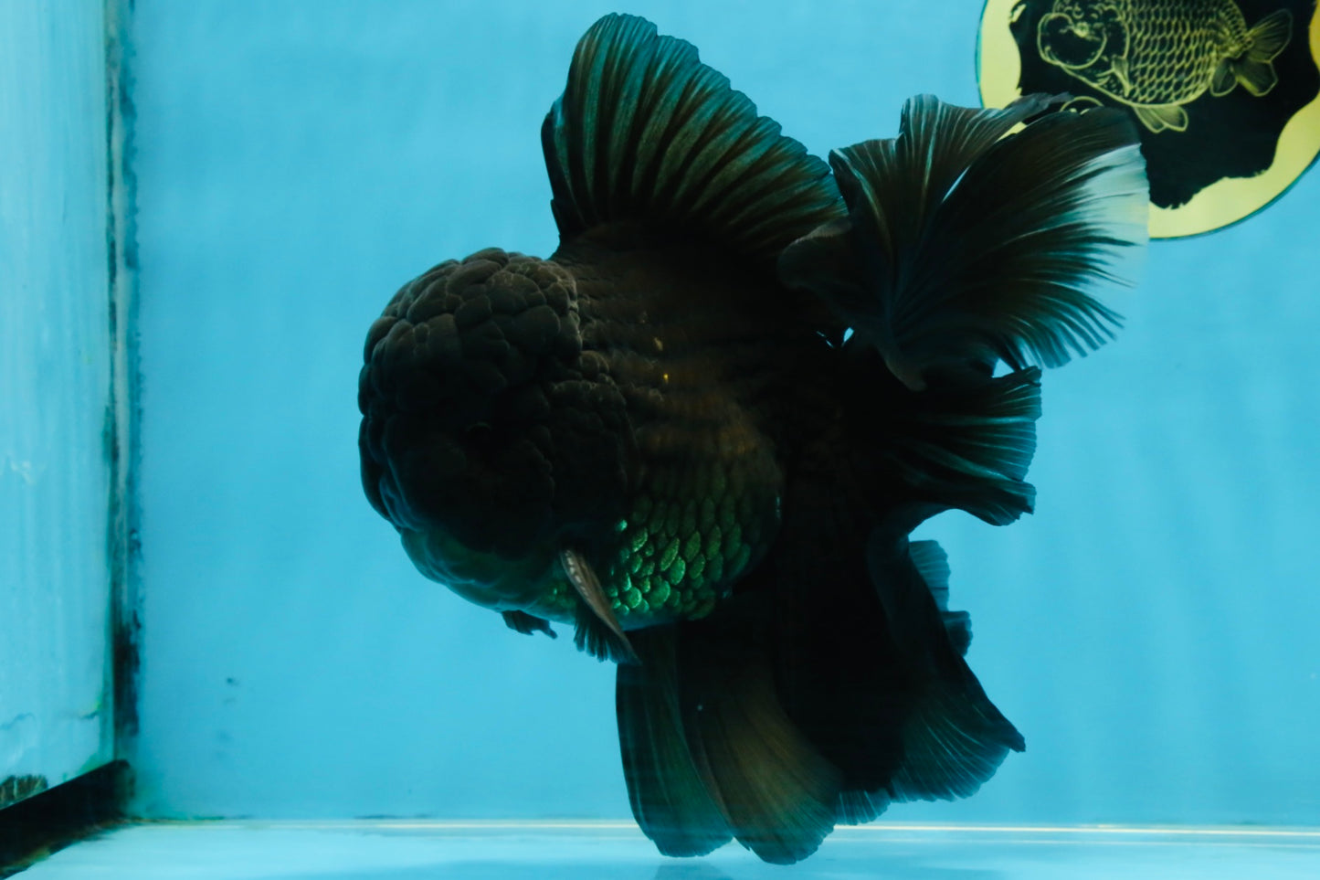 A Grade JUMBO Black Oranda Male 6.5 inches #110725OR_05