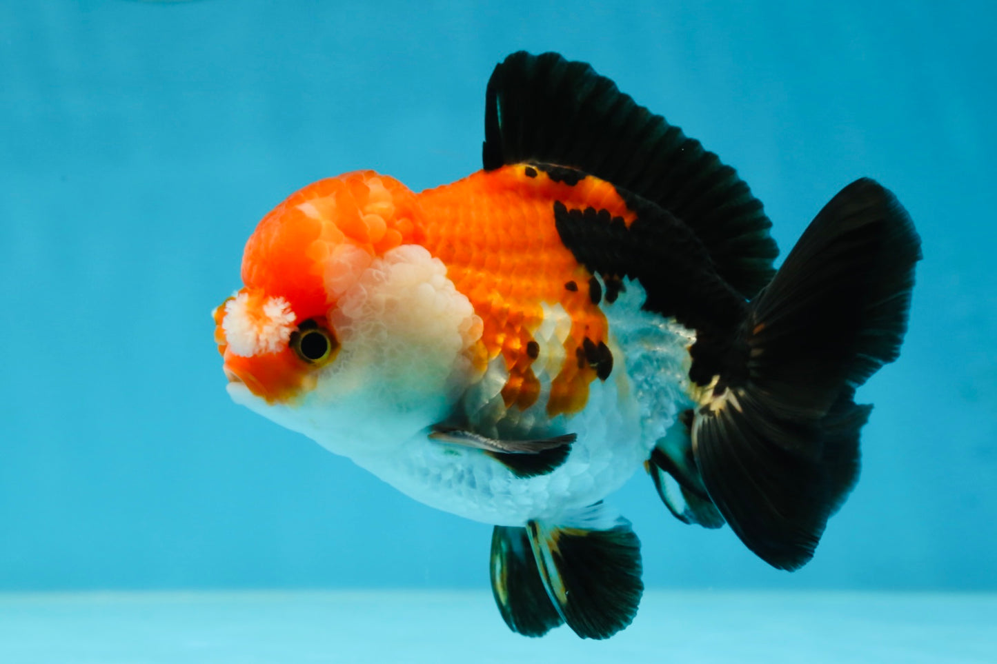 A Grade PomPom Tricolor Yuanbao Male 4-4.5 inches #060625YB_08