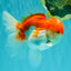 AAA Grade Peach Red White Oranda Male 5 inches #062626OR_30