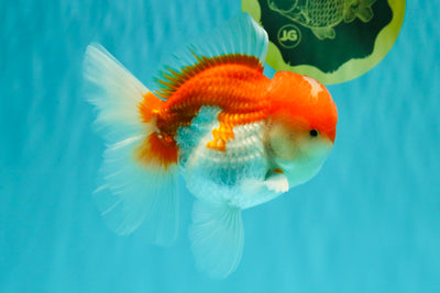 AAA Grade Peach Red White Oranda Male 5 inches #062626OR_30