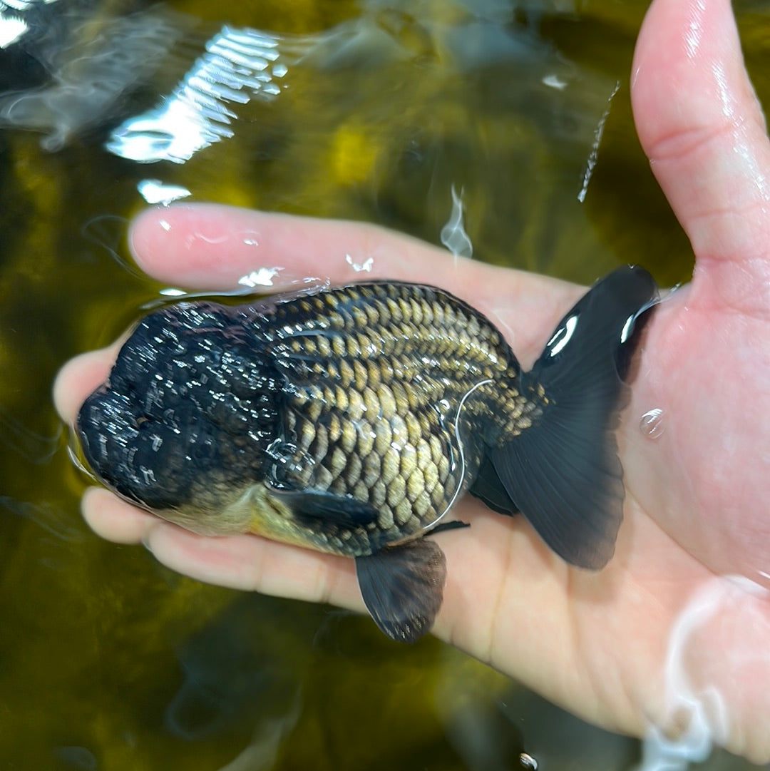 Fluffy Black Lionchu Male 4-4.5 inches #1103LC_23