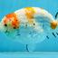 THICK BODY AAA Grade Chinese Kohaku Sakura Ranchu Female 5-5.5 inches #101725RC_16