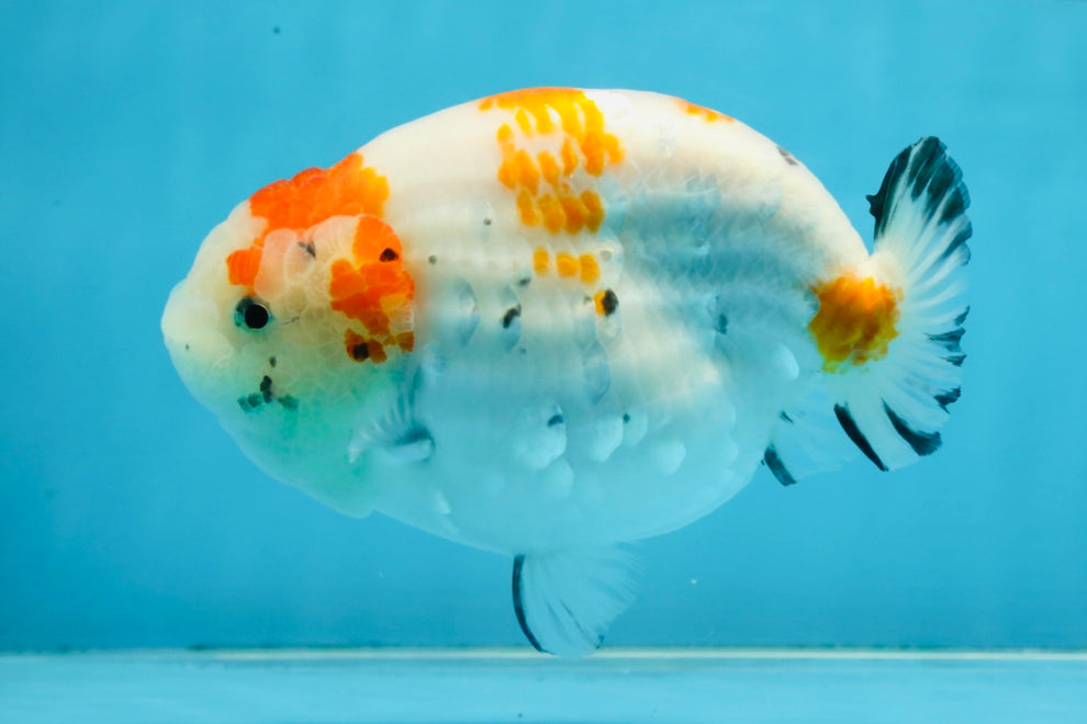 THICK BODY AAA Grade Chinese Kohaku Sakura Ranchu Female 5-5.5 inches ...
