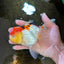 A Grade Chubby Cheeks Tricolor Oranda Female 5.5 inches #081525OR_16