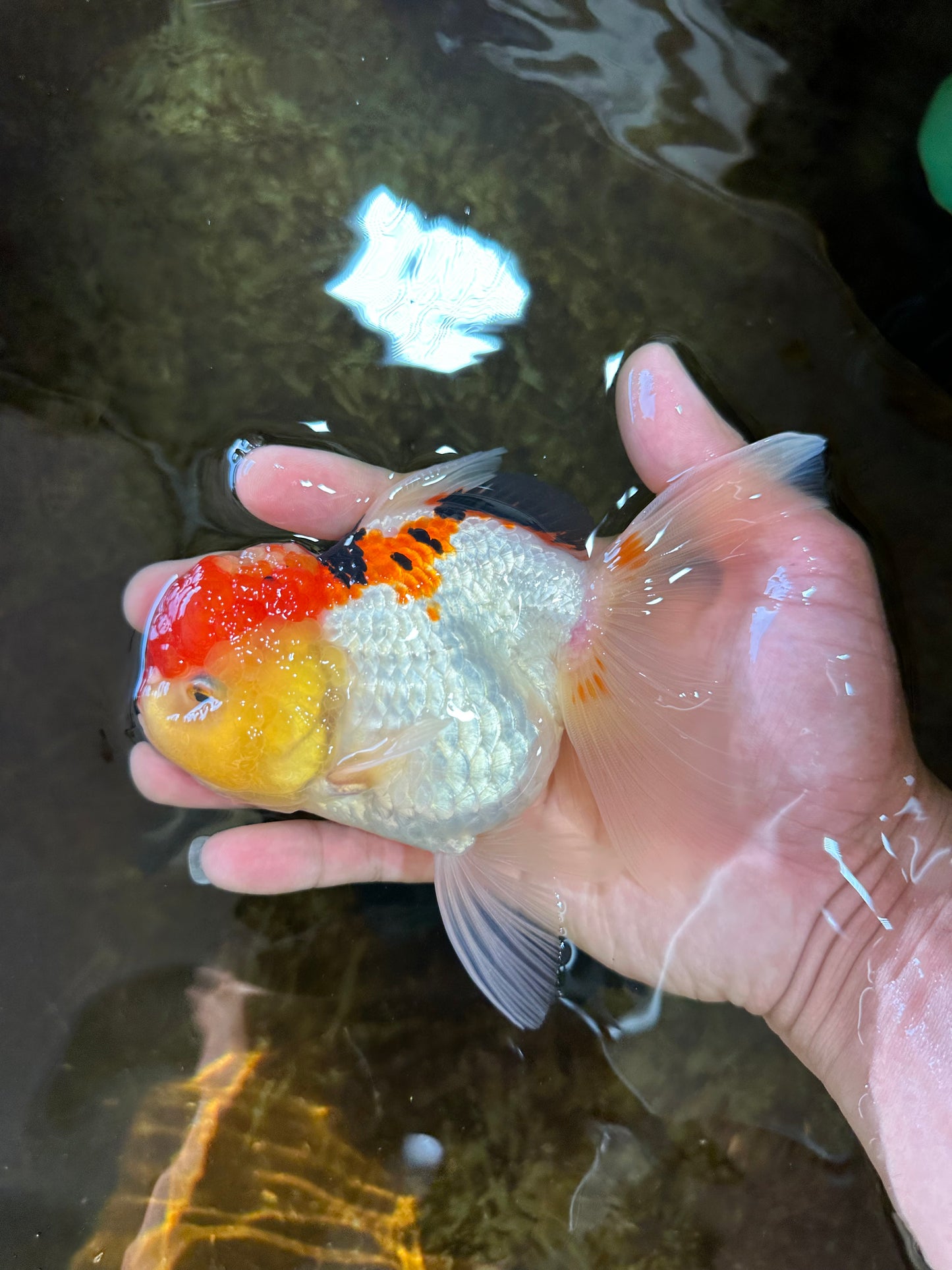 A Grade Chubby Cheeks Tricolor Oranda Female 5.5 inches #081525OR_16