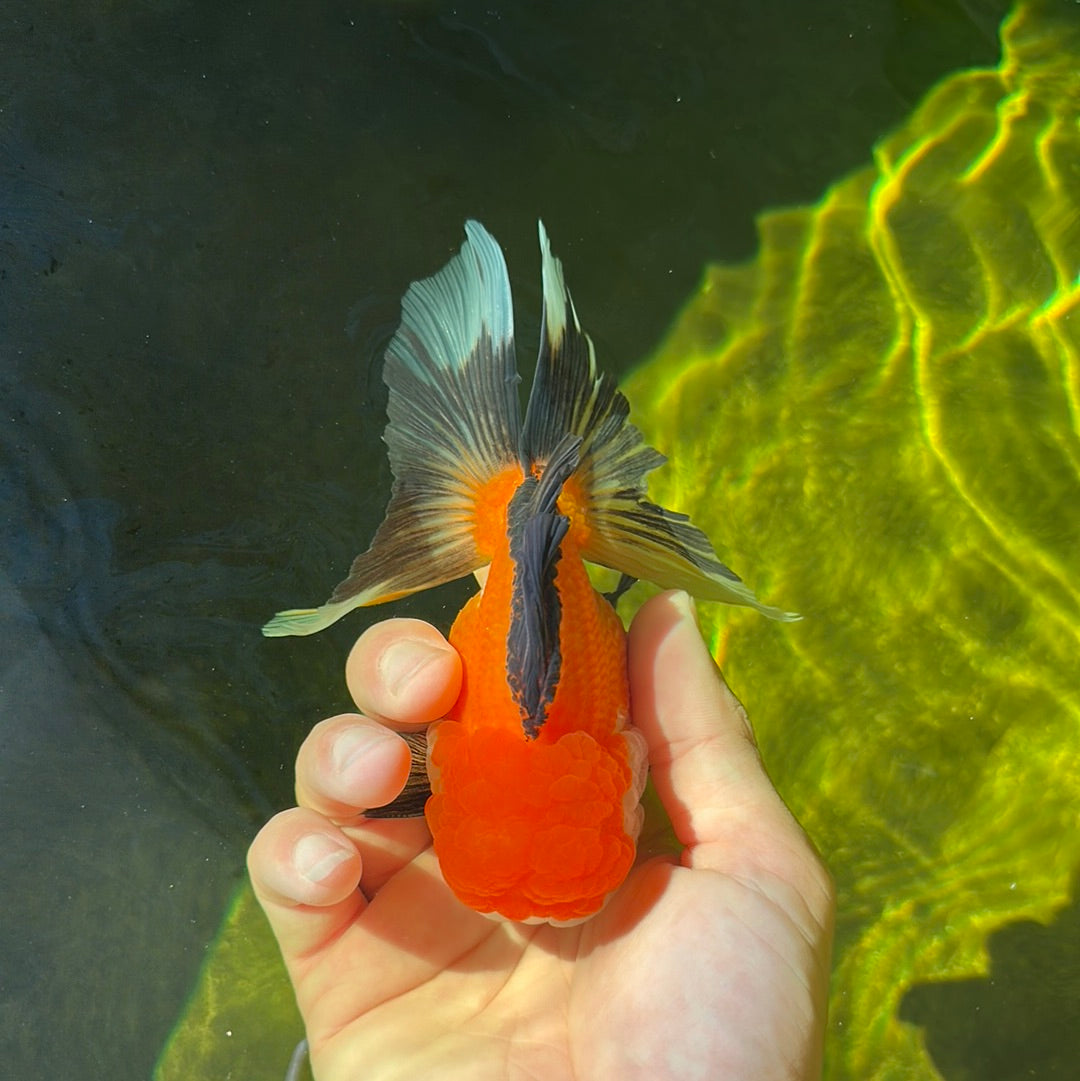 Oranda tricolor de grado A macho de 4,5 pulgadas #0908OR_10