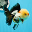 AAA Grade Tricolor Oranda Male 4.5 inches #0927OR_21