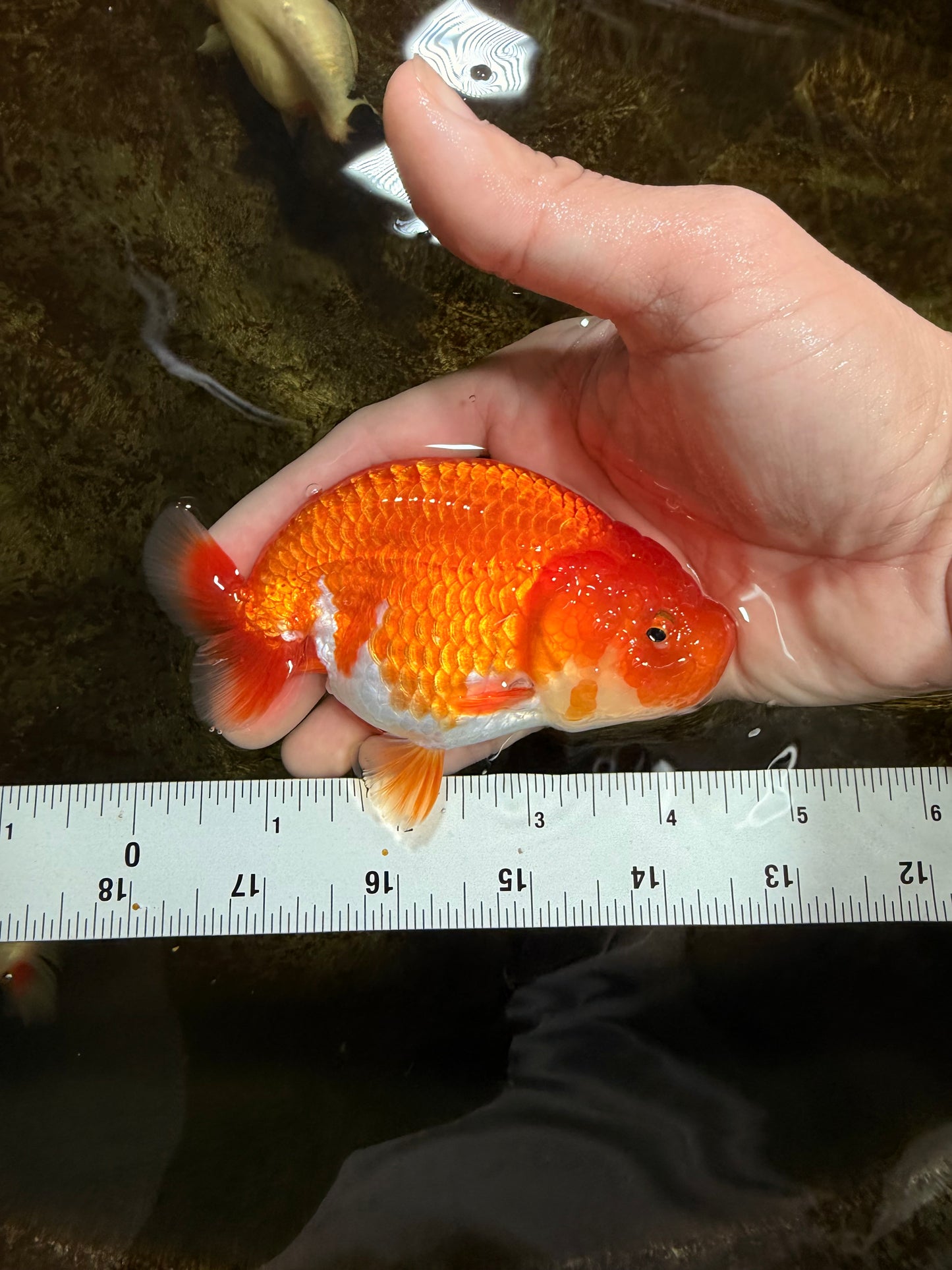 SUPER TOMATO A Grade Red White LionQueen 4.5 inches #120525LC_10