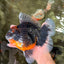 AAA Grade Super Red Head Kirin Oranda Male 7-7.5 inches #062626OR_01