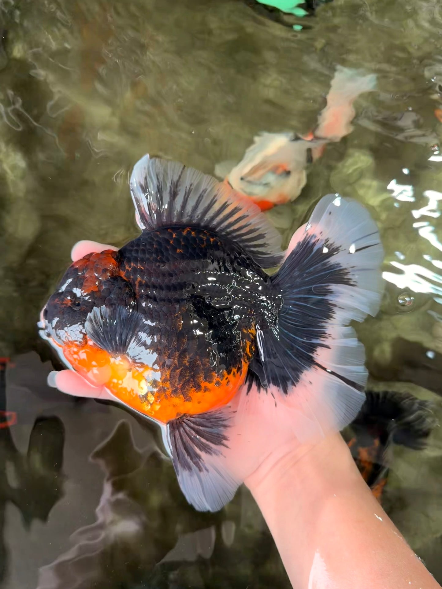 AAA Grade Super Red Head Kirin Oranda Male 7-7.5 inches #062626OR_01