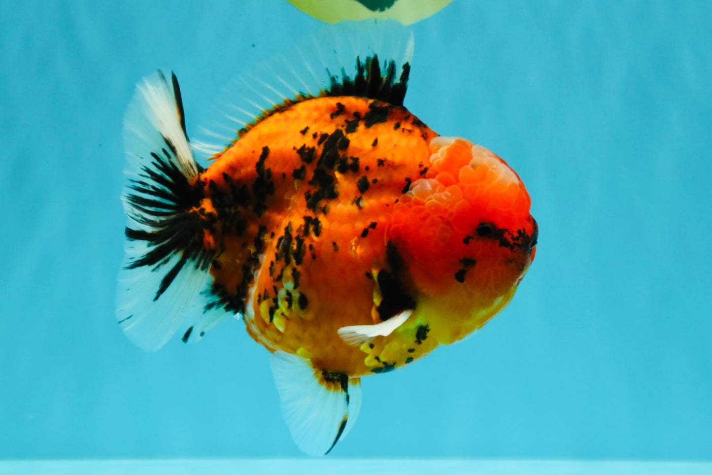 AAA Grade Godzilla Tiger Yuanbao Male 5-5.5  inches #031326YB_21