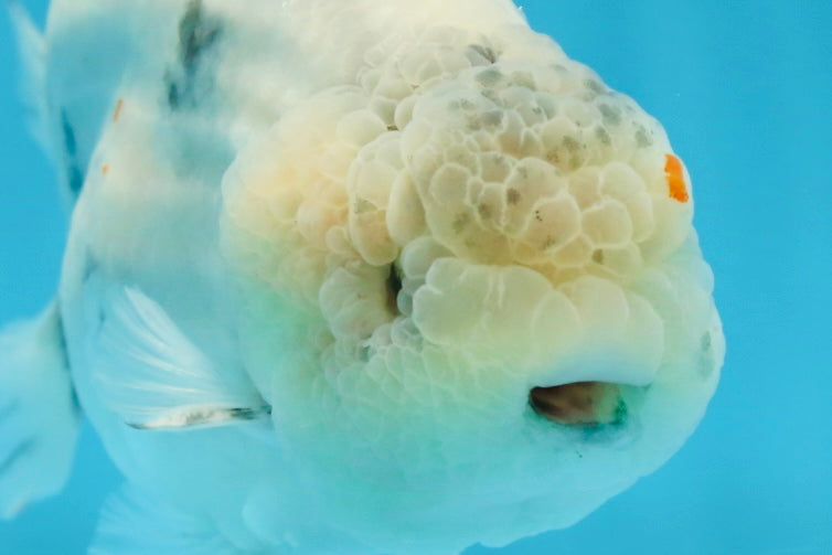 A Grade Marble LionKing 5 inches #071125LC_05