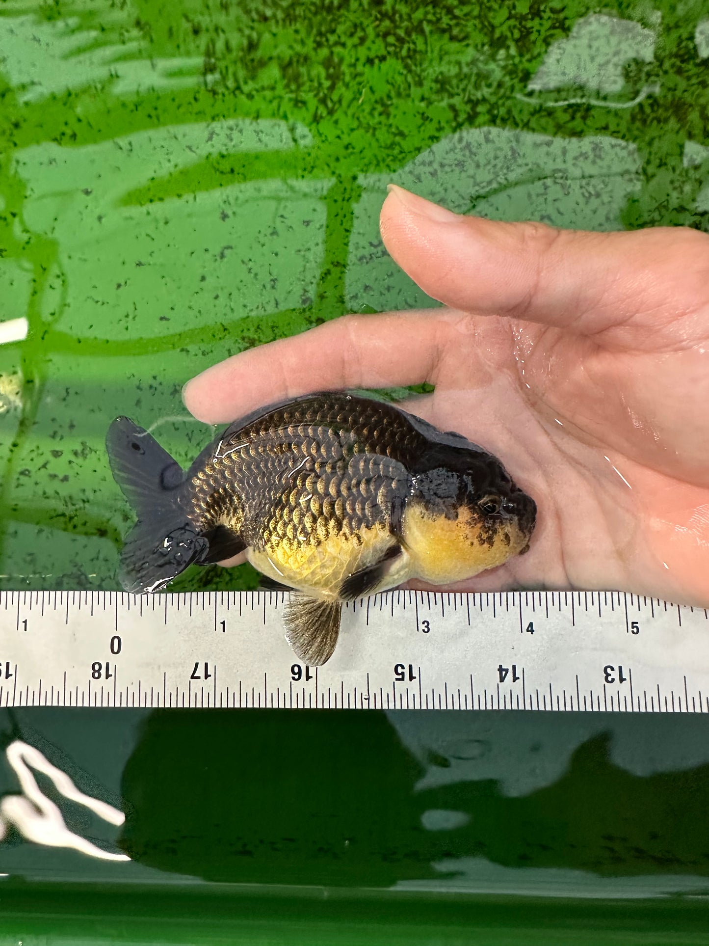 Black Gold Ranchu Female 4 inches #0726RC_34