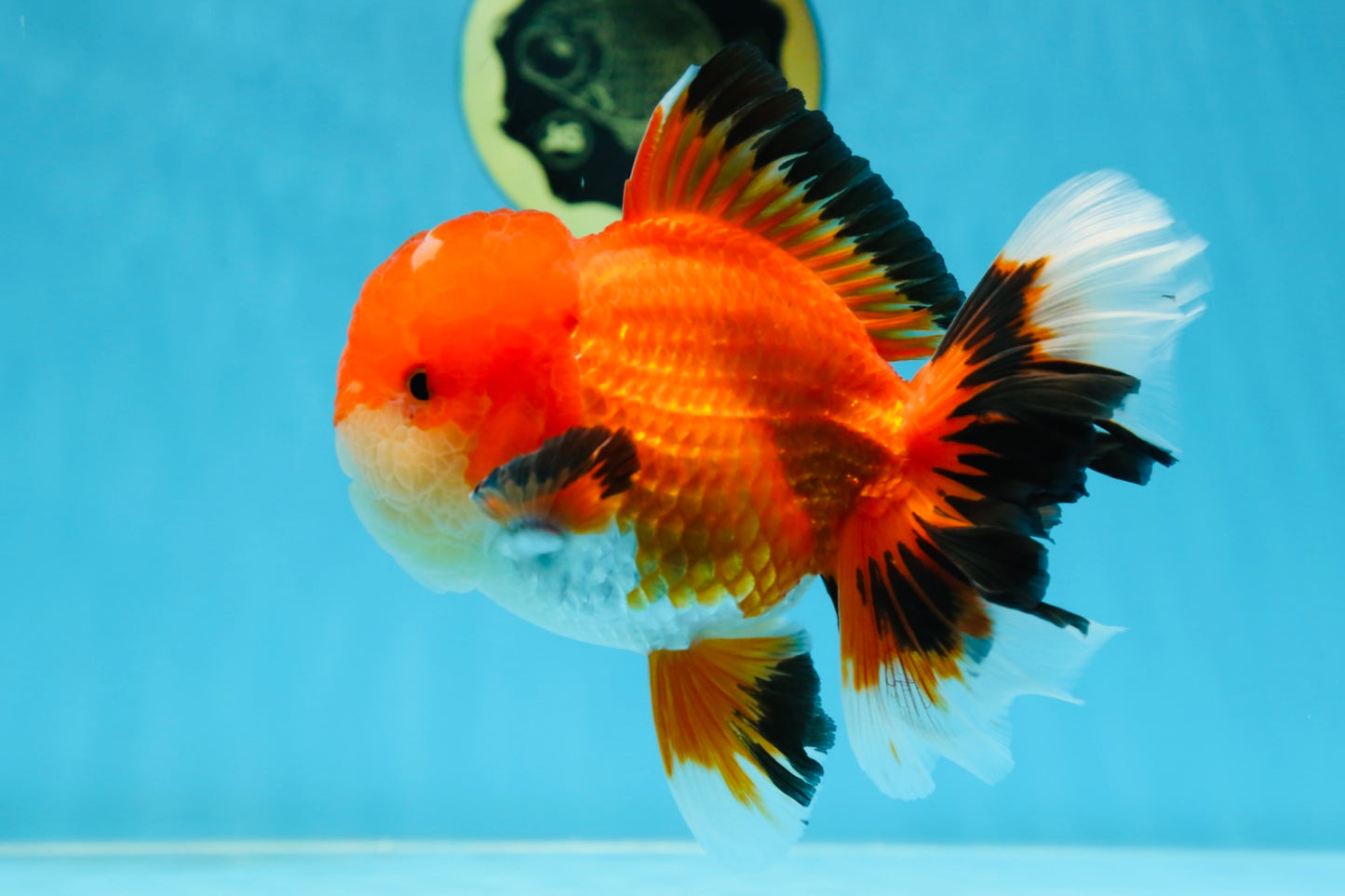 AAA Grade CHUBBY CHEEK Apache Oranda Male 5.5-6 inches #080825OR_19