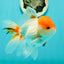 A Grade Chubby Tricolor Red Head Oranda Male 4.5-5 inches #1018OR_21