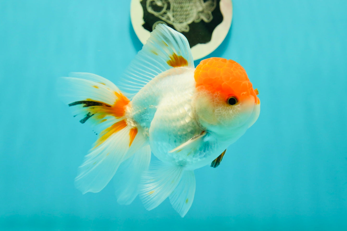 A Grade Chubby Tricolor Red Head Oranda Male 4.5-5 inches #1018OR_21