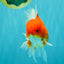 AAA Grade Red White Oranda Male 5.5-6 inches #072426OR_08