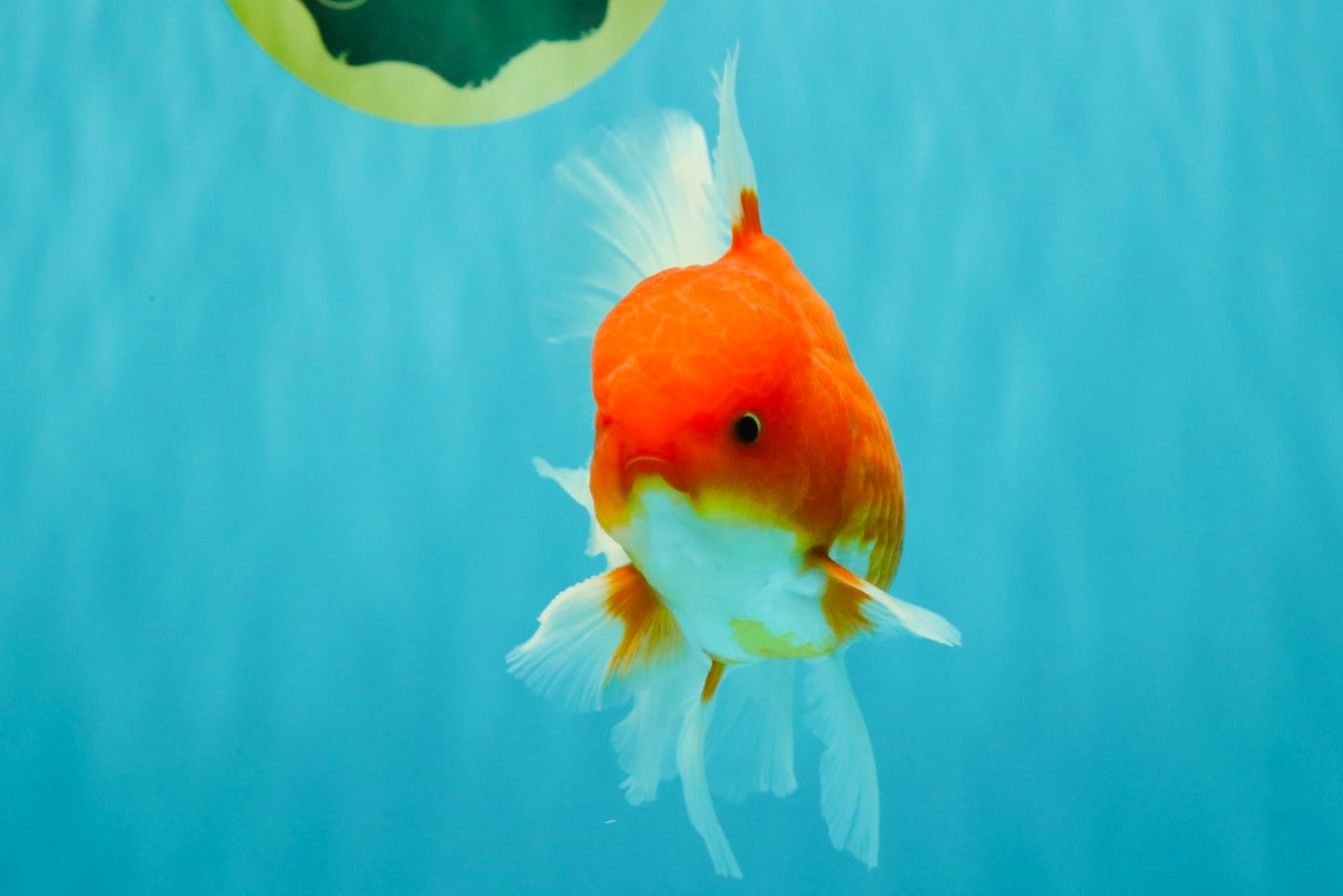 AAA Grade Red White Oranda Male 5.5-6 inches #072426OR_08