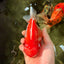 CHONKY AAA Grade Sakura Yuanbao Male 5-5.5 inches #100926YB_04