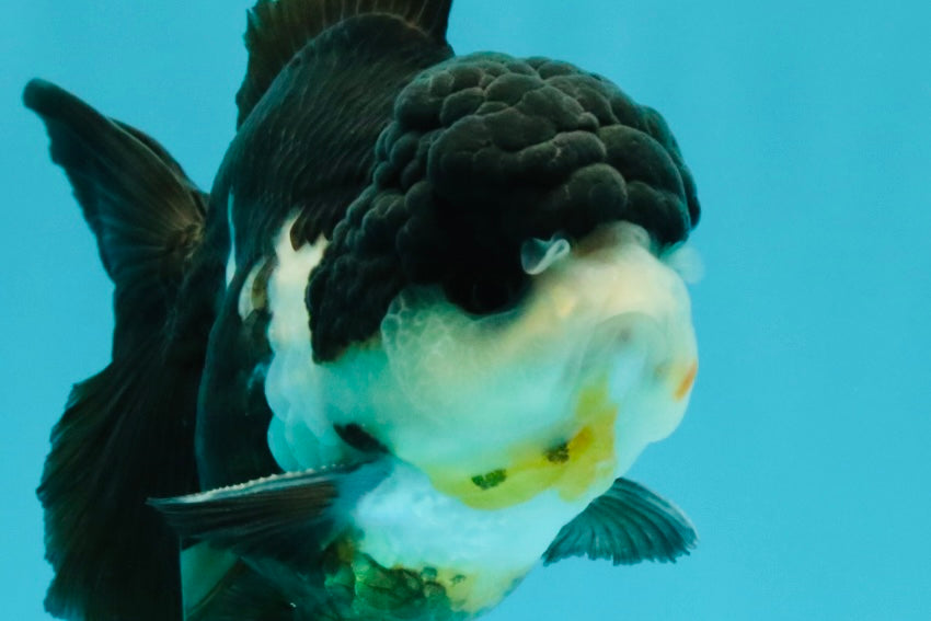 FLUFFY Panda Oranda Male 5 inches #032026OR_11