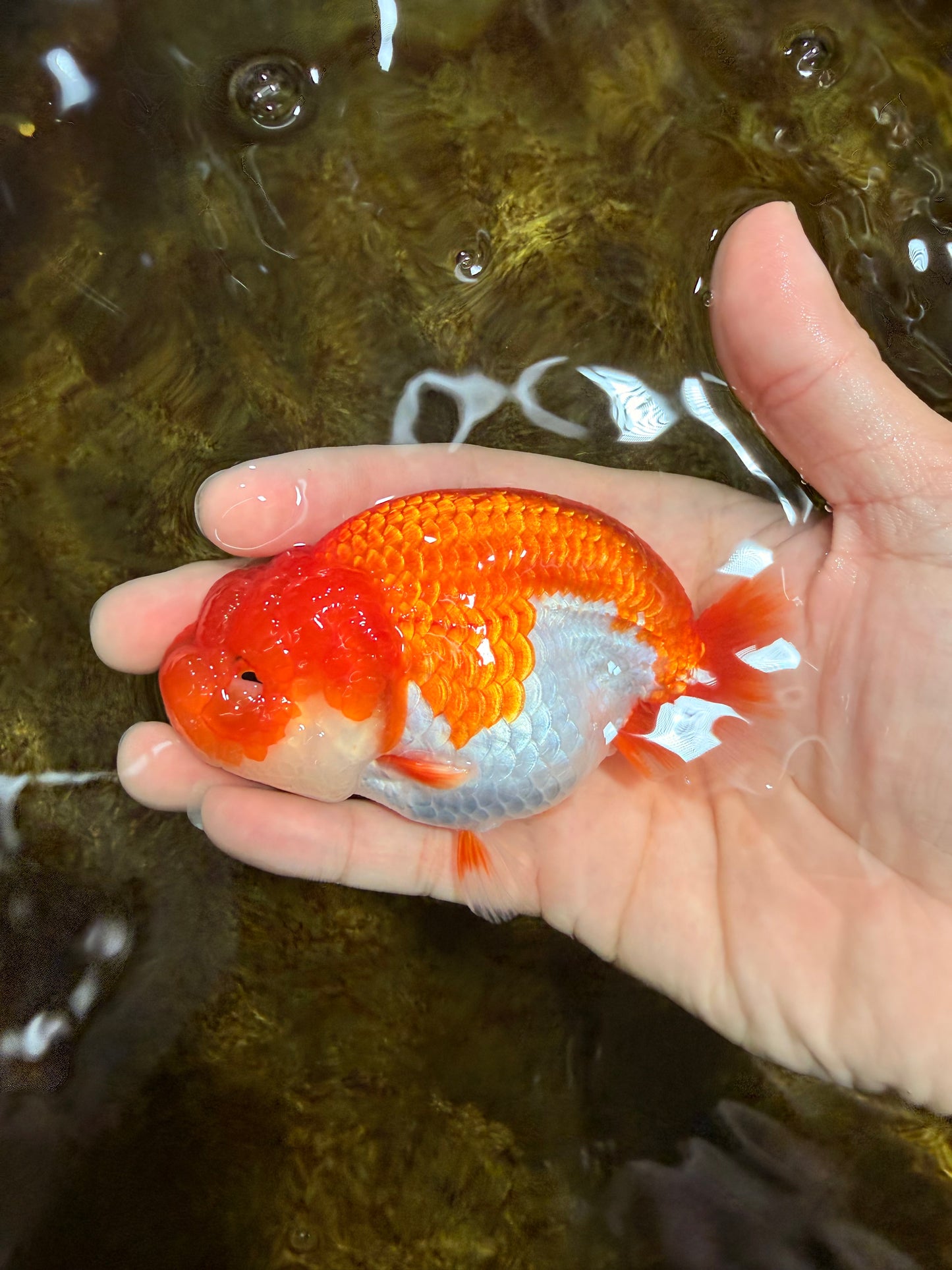 AAA Grade Red White LionQueen 4 inches #103125LC_27