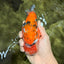 CHUBBY AAA Grade Diamond Scale Tricolor  Ranchu Male 5.5-6 inches #101626RC_26