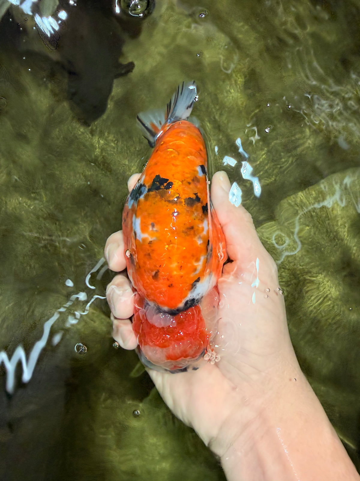 CHUBBY AAA Grade Diamond Scale Tricolor  Ranchu Male 5.5-6 inches #101626RC_26