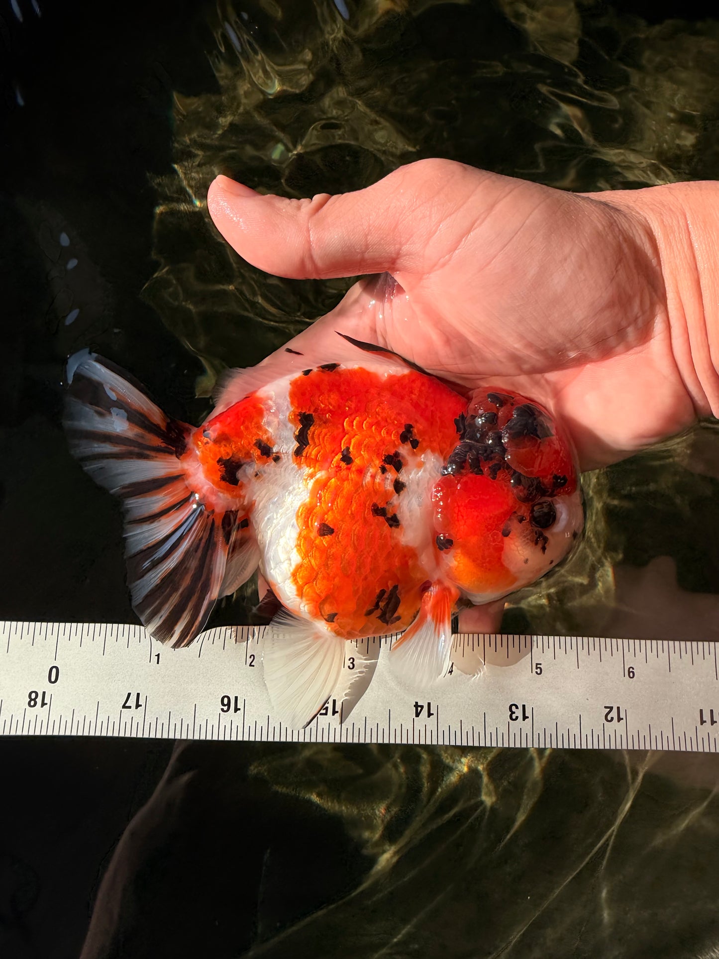 Tricolor Tiger Yuanbao Female 5.5 inches #030626YB_13