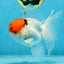 A Grade Tricolor Oranda Male 5.5 inches #062725OR_18