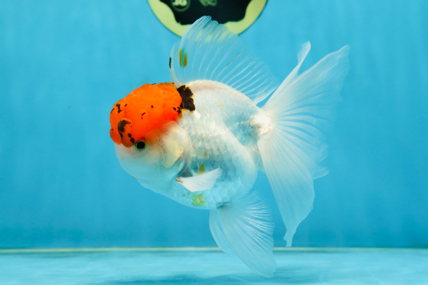 A Grade Tricolor Oranda Male 5.5 inches #062725OR_18