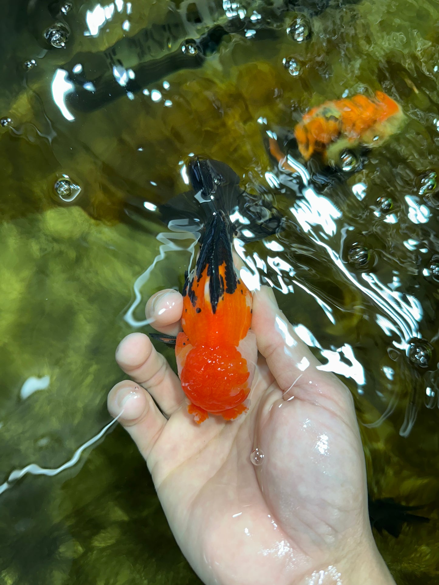 A Grade PomPom Tricolor Yuanbao Male 4-4.5 inches #060625YB_08