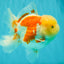 FLUFFY A Grade Red White Oranda Male 6-6.5 inches #071026OR_28