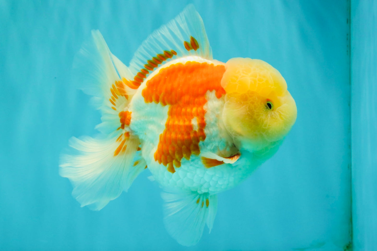 FLUFFY A Grade Red White Oranda Male 6-6.5 inches #071026OR_28