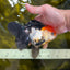 Tricolor Oranda Female 5.5 inches #100325OR_14