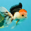 A Grade Tricolor Oranda Male 5 inches #041726OR_14