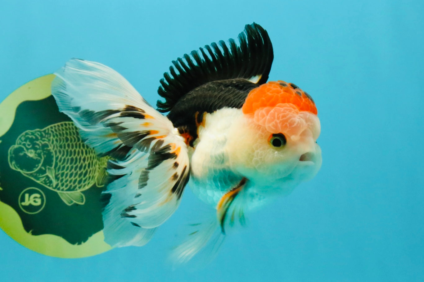 A Grade Tricolor Oranda Male 5 inches #041726OR_14