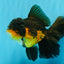 CHONKY A Grade Apache Oranda Male 5.5-6  inches #041026OR_13