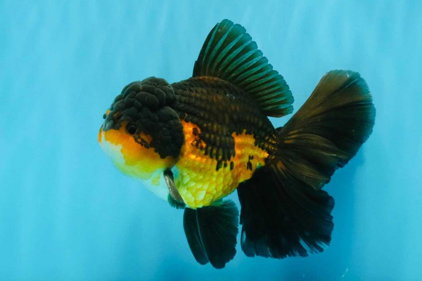 CHONKY A Grade Apache Oranda Male 5.5-6  inches #041026OR_13