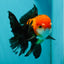 A Grade Apache (Black Red) Tricolor Oranda Male 5 inches #110824OR_10