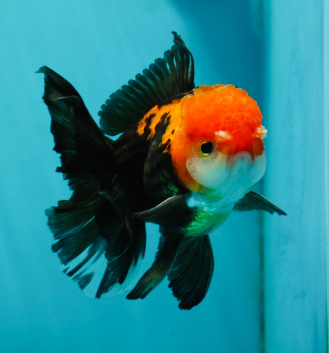 A Grade Apache (Black Red) Tricolor Oranda Male 5 inches #110824OR_10