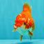 ADORABLE A Grade Red White Yuanbao Female 5 inches #071026YB_22