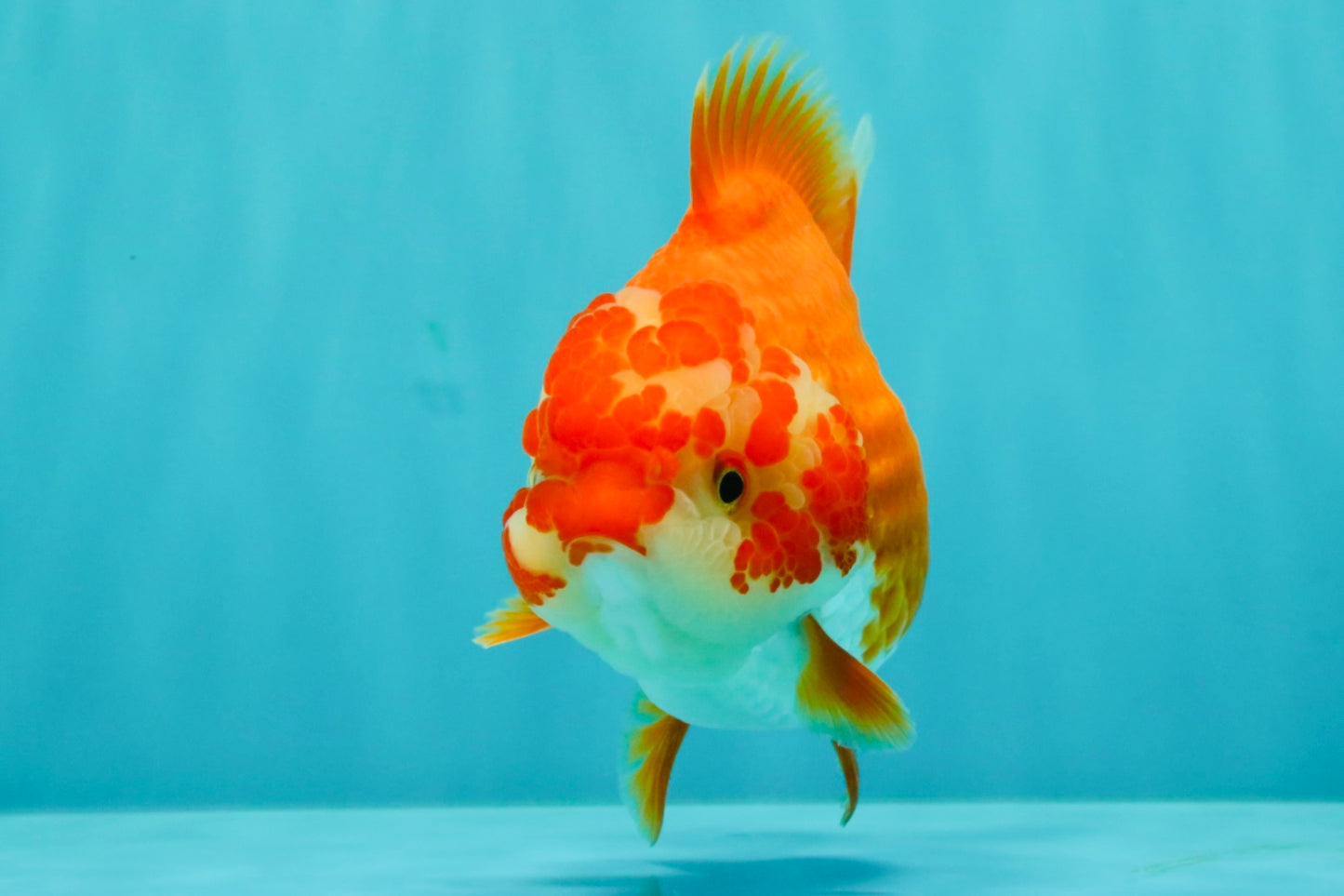 ADORABLE A Grade Red White Yuanbao Female 5 inches #071026YB_22