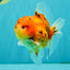 CHONKY AAA Grade Tiger Oranda Male 5-5.5 inches #082826OR_03