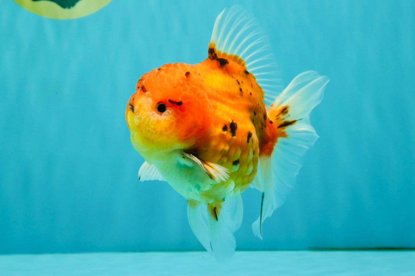 CHONKY AAA Grade Tiger Oranda Male 5-5.5 inches #082826OR_03