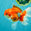 A Grade Red White Oranda Male 5.5  inches #073126OR_10