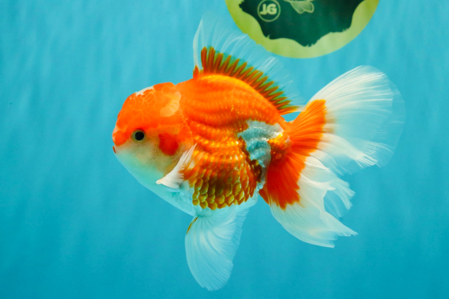 A Grade Red White Oranda Male 5.5  inches #073126OR_10