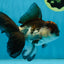 A Grade Tricolor Oranda Male 5-5.5 inches #010325OR_12