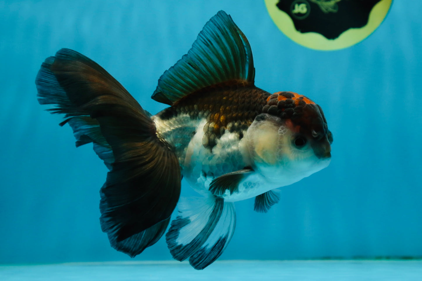 A Grade Tricolor Oranda Male 5-5.5 inches #010325OR_12